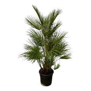 Chamaerops Humilis Buitenplant - Hoogte 130cm - Ø24cm