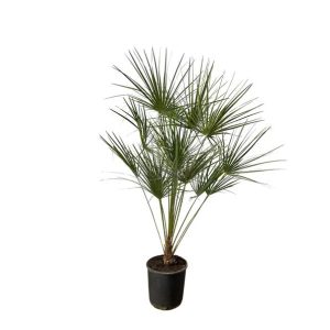 Chamaerops Humilis Buitenplant op stam - Hoogte 160cm - Ø24cm
