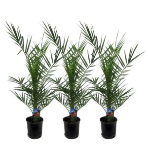 Set van 3 Phoenix Canariensis Buitenplant - Hoogte 80cm - Ø15cm