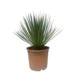 Yucca Rostrata Buitenplant - Hoogte 60cm - Ø24cm