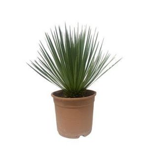 Yucca Rostrata Buitenplant - Hoogte 60cm - Ø24cm