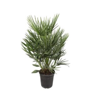 Chamaerops Humilis Buitenplant - Hoogte 100cm - Ø21cm