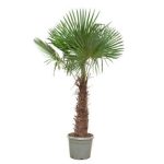 Trachycarpus Fortunei Buitenplant - Hoogte 240-270cm - Ø40-55cm