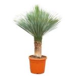 Yucca Rostrata Buitenplant - Hoogte 140-160cm - Ø55cm
