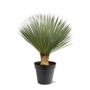 Yucca Rostrata Buitenplant - Hoogte 100-120cm - Ø40cm