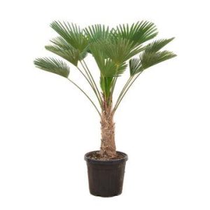 Trachycarpus wagnerianus Buitenplant - Hoogte 130cm
