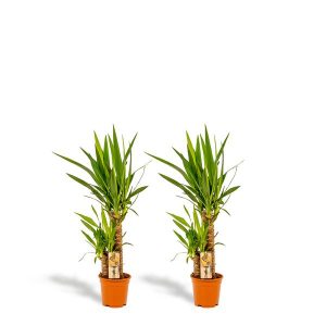 Set van 2 Yucca Kamerplant - Hoogte 90cm - Ø17cm