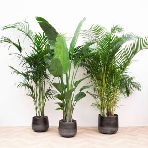Voordeelpakket XXL Kamerplanten: Kentia Palm Kamerplant Hoogte 200cm, Strelitzia Nicolai Kamerplant Hoogte 225cm, Areca Palm Kamerplant Hoogte 200cm