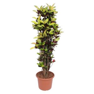 Codiaeum Iceton (Croton) Kamerplant - Hoogte 190cm - Ø45cm