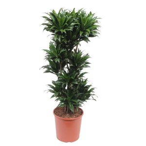 Dracaena Compacta Kamerplant - Hoogte 140cm - Ø30cm