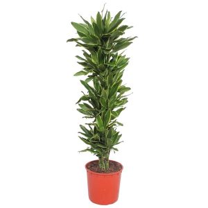 Dracaena Golden Coast Kamerplant - Hoogte 200cm - Ø34cm