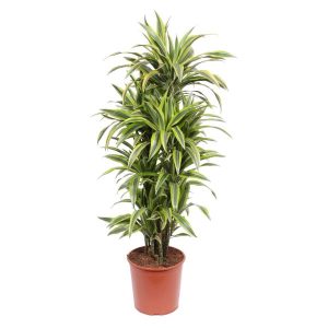 Dracaena Lemon Lime Kamerplant - Hoogte 150cm - Ø30cm