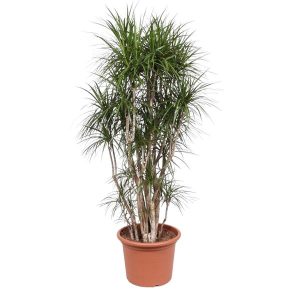 Dracaena Marginata Kamerplant vertakt - Hoogte 220cm - Ø40cm