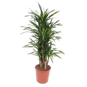 Dracaena Riki Kamerplant - Hoogte 140cm - Ø30cm