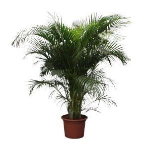 Dypsis Lutescens (Arecapalm) Kamerplant - Hoogte 230cm - Ø40cm