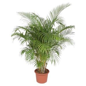Dypsis Lutescens (Arecapalm) Kamerplant - Hoogte 200cm - Ø40cm