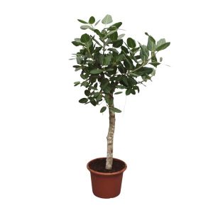 Ficus Benghalensis Kamerplant boom - Hoogte 200cm - Ø50cm