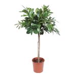 Ficus Cyathistipula Kamerplant boom - Hoogte 150cm - Ø30cm