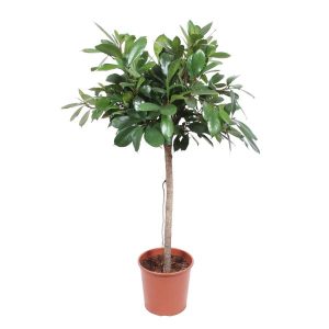 Ficus Cyathistipula Kamerplant boom - Hoogte 150cm - Ø30cm