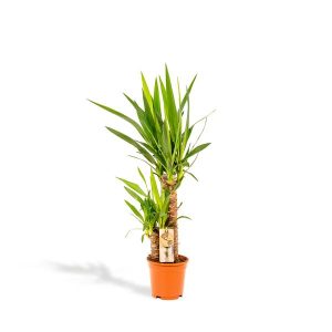 Yucca Kamerplant - Hoogte 90cm - Ø17cm