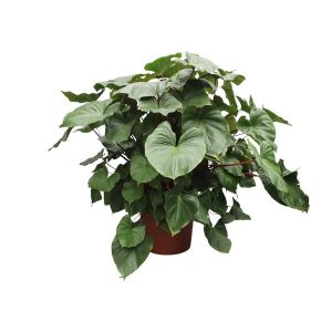 Homalomena Rubescens Maggy Kamerplant - Hoogte 170cm - Ø60cm