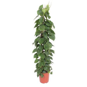 Philodendron Scandens Kamerplant op gaasrek - Hoogte 150cm - Ø27cm