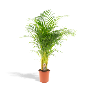 Areca Palm Kamerplant - Hoogte 130cm - Ø21cm