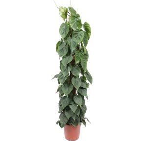 Philodendron Scandens Kamerplant op mosstok - Hoogte 150cm - Ø27cm