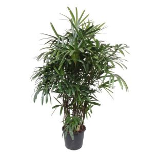 Rhapis Excelsa Kamerplant - Hoogte 190cm - Ø40cm