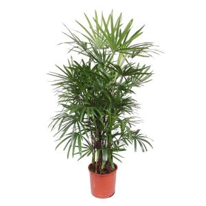 Rhapis Excelsa Kamerplant - Hoogte 190cm - Ø34cm