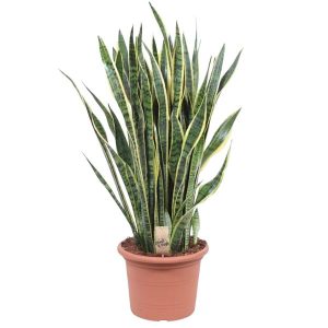 Sansevieria Laurentii Kamerplant - Hoogte 100cm - Ø35cm