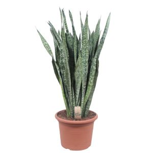 Sansevieria Zeylenica Kamerplant - Hoogte 110cm - Ø35cm