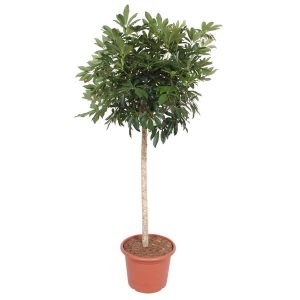Schefflera Arboricola Compacta Kamerplant als boom - Hoogte 190cm - Ø45cm