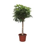 Schefflera Arboricola Compacta Kamerplant als boom - Hoogte 180cm - Ø35cm