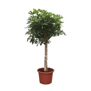 Schefflera Arboricola Compacta Kamerplant als boom - Hoogte 180cm - Ø35cm