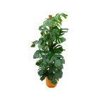 Combi Deal: Monstera Pertusum XL Kamerplant inclusief elho Jazz Round geel - Hoogte 150cm - Ø26cm