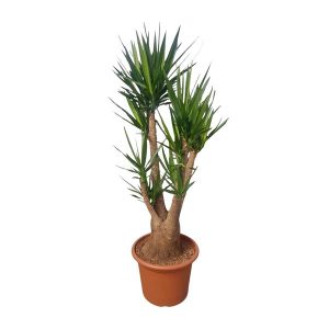 Yucca Elephantipes Kamerplant vertakt - Hoogte 190cm - Ø55cm