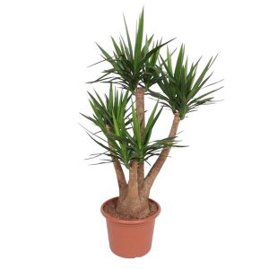 Yucca Elephantipes Kamerplant vertakt - Hoogte 170cm - Ø45cm