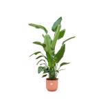 Combi Deal: Strelitzia Nicolai Kamerplant inclusief elho Vibes Fold Round roze - Hoogte 170cm - Ø30cm