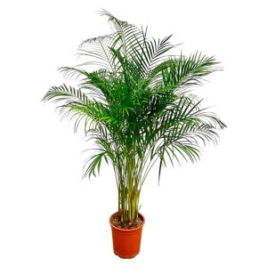 Dypsis Lutescens (Areca Palm) Kamerplant - Hoogte 180cm - Ø27cm