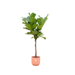 Combi Deal: Ficus Lyrata Kamerplant stam inclusief elho Vibes Fold Round roze - Hoogte 150cm - Ø30cm