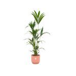 Combi Deal: Kentia Palm Kamerplant inclusief elho Vibes Fold Round roze - Hoogte 160cm - Ø30cm