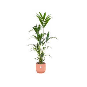 Combi Deal: Kentia Palm Kamerplant inclusief elho Vibes Fold Round roze - Hoogte 160cm - Ø30cm