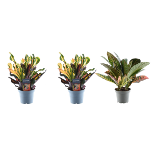 Set van 3 Croton Codiaeum mix Kamerplant - Hoogte 30cm - Ø12cm