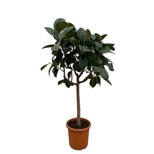 Ficus Elastica Robusta Kamerplant op stam - Hoogte 190cm - Ø40cm