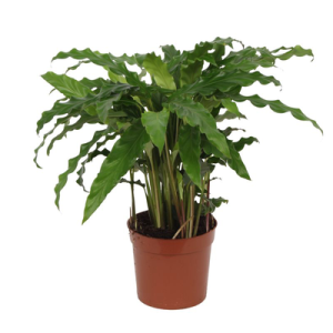 Calathea Bluegrass Kamerplant - Hoogte 35cm - Ø12cm