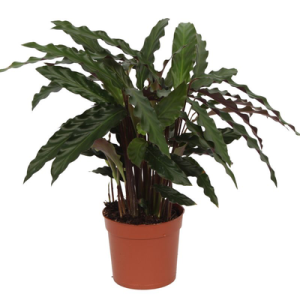 Calathea Elgergrass Kamerplant - Hoogte 35cm - Ø12cm