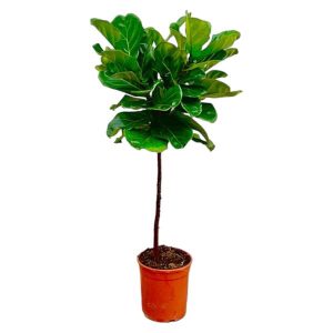 Ficus Lyrata Kamerplant stam - Hoogte 130cm - Ø24cm