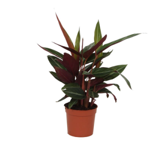Calathea Stripestar Kamerplant - Hoogte 40cm - Ø12cm