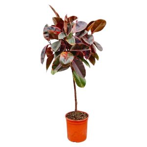 Ficus Elastica Belize Kamerplant op stam - Hoogte 130cm - Ø24cm
